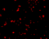 Falling Red Rose Petals
