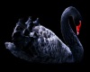Black Swan Luxury Home