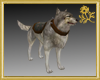 Warrior Wolf Pet