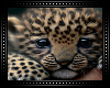 🐆 Baby Leopard Cub BG