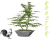420 Plant