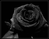 Black Roses Trellis
