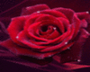 Animated Rose sticker