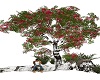 Red Flowering Tree