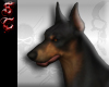 Dog Doberman