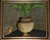 (SL) Greek Potted Palm