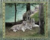 Ali-tigers