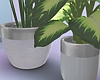 Designer Plants Set