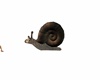 snail,animated