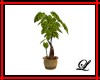 ~L~Diffenbachia Plant