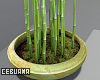 Mini Bamboo Plant