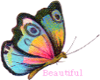 Beauty Butterfly