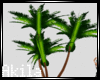 Triple Palm Plant