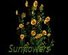 Sunflowers