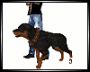 Rottweiler  /Pets