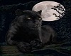 The Jaguard and the moon