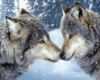 animated wolf /snowing