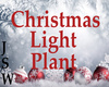 Christmas Light Plant