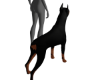 skw dog