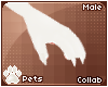 [Pets] Fievel | claws