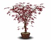 Bronze Potted Red Acer 