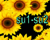 Sunflower effect