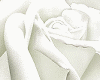 Long stem white rose