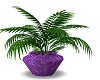 Purple Wicker Plant