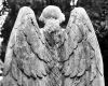 Angels wings M