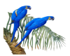 Tropical Bird Sticker