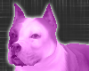 *-*violet Dog Pet