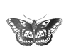Mariposa