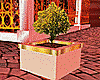 Small Tree on Pot