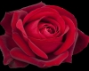 Romantic Room Roses