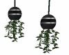 hanging plants3