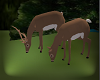 White Tail Deer animated