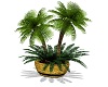 W Smaller Potted Palms
