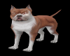 TW PITBULL VAMPIRO