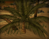 S= small palm tree