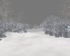 Forest Snow NI