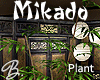 *B* Mikado Bamboo Plant