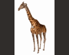 Giraffe MESH