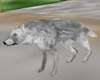 [TGUU] white n gray wolf