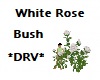 *DRV* White Rose Bush