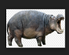 Big Hippo Picture