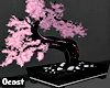 Bonsai Plant