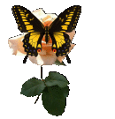 Animated Butterfly Rose