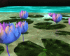 Water Lilies