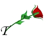 red wet rose