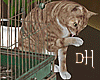 DH. Rusty BirdCage + Cat